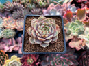 Echeveria 'Ben Badis' 1"-2" Succulent Plant