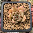 Echeveria Agavoides 'Vampire' 1" Succulent Plant