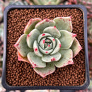 Echeveria 'Epley' 2" New Hybrid Succulent Plant