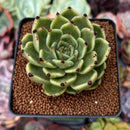 Echeveria Agavoides 'Sarabony' 2" Succulent Plant