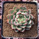 Echeveria 'Ikoiris' 2" Succulent Plant