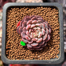 Echeveria 'Shella' 1" Small Succulent Plant