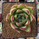 Echeveria Agavoides 'Mèngxiâng' 2" Succulent Plant