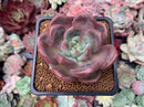 Echeveria 'Baekya' 2"-3" Succulent Plant