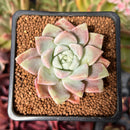 Echeveria 'Pink Spot' 1" Succulent Plant