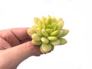 Sedum ‘Alice Evans’ Variegated 2”-3” Rare Succulent Plant