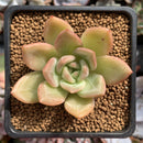 Echeveria 'Orange Champaign' 2" Succulent Plant