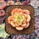 Echeveria 'Chanel' 1"-2" Succulent Plant