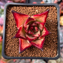 Echeveria Agavoides 'Ebony' Hybrid 2" Succulent Plant