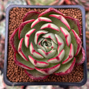 Echeveria 'Marshmallow' 2" New Hybrid Succulent Plant