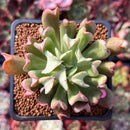 Echeveria 'Black Hawk' 2" Succulent Plant