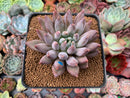 Pachyphytum 'Angels Finger' 2" Succulent Plant