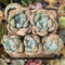 Pachyphytum 'Mureleri' 4" Cluster Succulent Plant