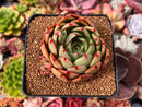 Echeveria Agavoides 'Salu' 3" Succulent Plant
