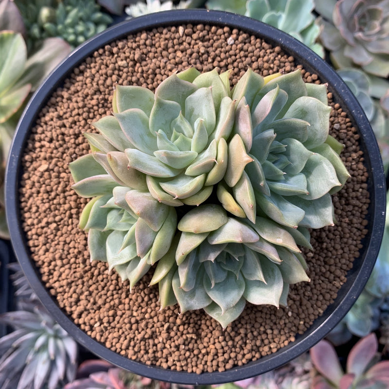 cluster succulent Echeveria 'Gemini' 4" Cluster Succulent Plant – True Succulents Plant Co