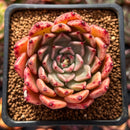Echeveria Agavoides 'Sarabony' 1"-2" Succulent Plant
