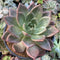 Echeveria 'Pink Champaign' 5" Large Succulent Plant
