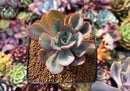 Echeveria 'Julius' 3" Succulent Plant