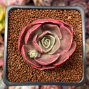 Echeveria 'Red Tan' 1" Succulent Plant