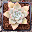 Echeveria 'Mexican Giant' 2" Powdery Succulent Plant