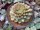 Echeveria Agavoides 'Siren' Crested 5" Succulent Plant