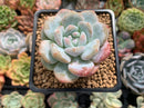Echeveria 'Orange Monroe' 2" Succulent Plant