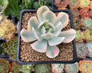 Echeveria Runyonii Variegated (Aka Echeveria 'Akaihosi' Variegated) 2" Succulent Plant