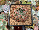 Echeveria 'Piano' 2" Succulent Plant