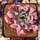 Echeveria 'Trumpet Pinky' 2" Succulent Plant
