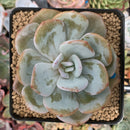 Echeveria 'Cream Tea' 2" Powdery Succulent Plant