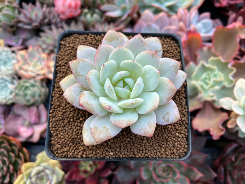 derenbergii succulent Echeveria 'Derenbergii' x 'Laui' 3" Powdery Succulent Plant – True Succulents Plant Co