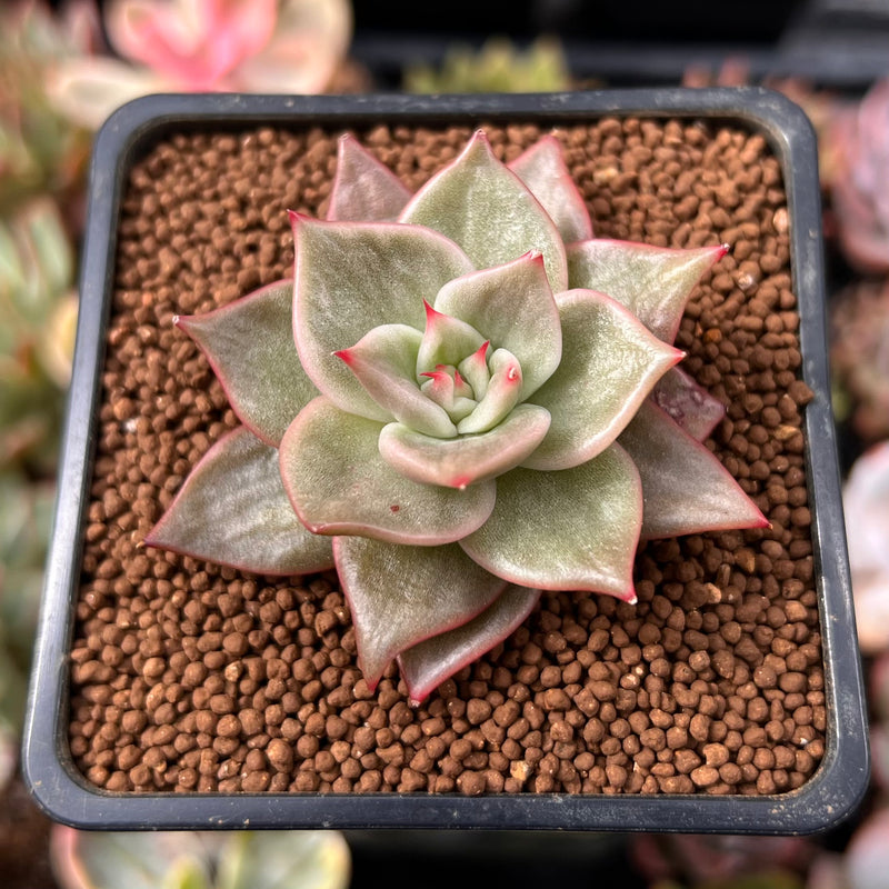 jade star plant Echeveria Agavoides 'Jade Star' Variegated 1" Succulent Plant – True Succulents Plant Co