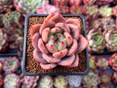 Echeveria 'Sharman' 2" Succulent Plant