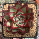 Echeveria Agavoides 'Casio' 4" Succulent Plant