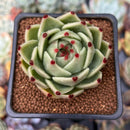 Echeveria Agavoides 'Blue Dragon' 2" Succulent Plant