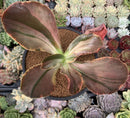 Echeveria 'Fimbriata' Variegated AKA 'Fasciculata' 4"-5" Succulent Plant