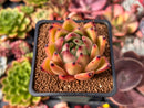 Echeveria Agavoides 'Ebony' 2" Succulent Plant