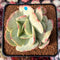 Echeveria ‘Mocha’ Variegated 4" Succulent Plant