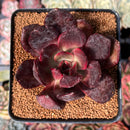 Echeveria 'Love and War' 3" Succulent Plant
