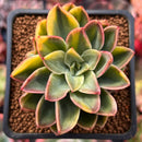 Echeveria 'Bob Jolly' Variegated 2" Succulent Plant