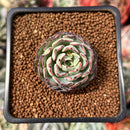 Echeveria 'Encinova' ('Encino' x 'Nova') 1" Succulent Plant
