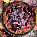 Echeveria 'Osmanthus' New Hybrid Carunculated 4" Succulent Plant