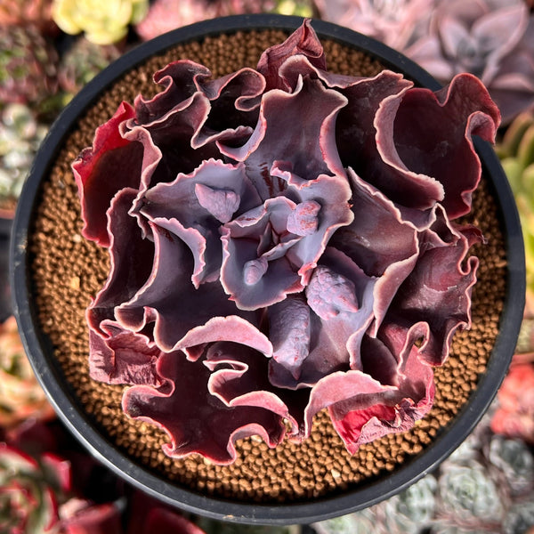 Echeveria 'Osmanthus' New Hybrid Carunculated 4" Succulent Plant