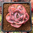 Echeveria 'Beyonce' Variegated 2" Succulent Plant