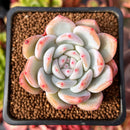Echeveria 'Hosikage' 2" Succulent Plant