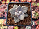 Echeveria 'Xichuensis' 2" Succulent Plant