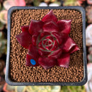 Echeveria Agavoides 'Saffron Blue' 1" Succulent Plant
