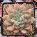 Echeveria Agavoides 'Tipo' 4" Succulent Plant