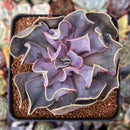 Echeveria 'Valkyrie' 3" Succulent Plant