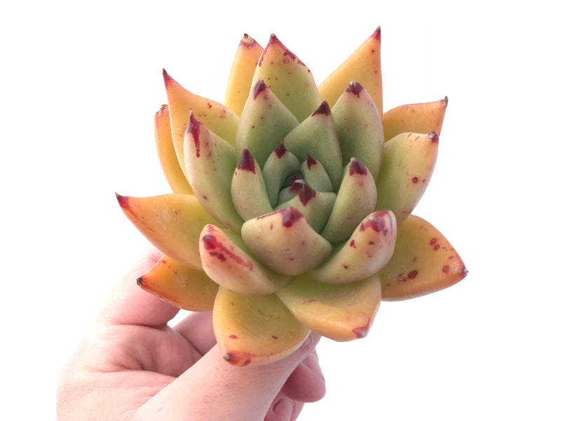 Echeveria Agavoides Royal 4” Rare Succulent Plant